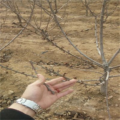 黑珍珠樱桃苗越冬管理、黑珍珠樱桃苗供应
