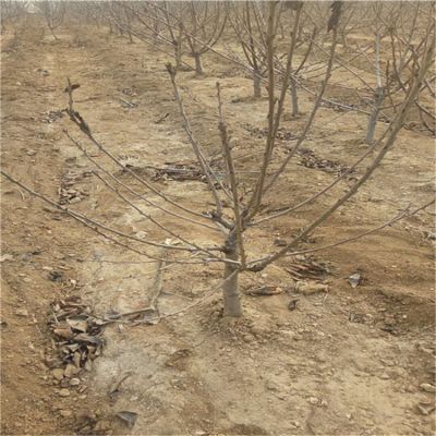 黑珍珠樱桃苗越冬管理、黑珍珠樱桃苗供应
