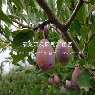 安哥诺李子苗、安哥诺李子苗批发