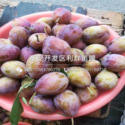 安哥诺李子苗、安哥诺李子苗批发