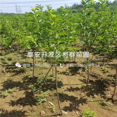 安哥诺李子苗、安哥诺李子苗批发