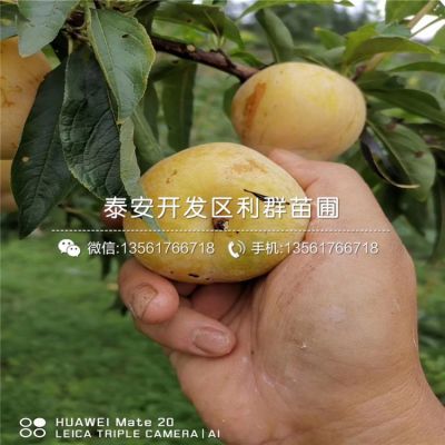 安哥诺李子苗、安哥诺李子苗批发
