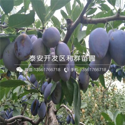 安哥诺李子苗、安哥诺李子苗批发