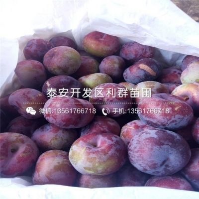 安哥诺李子苗、安哥诺李子苗批发