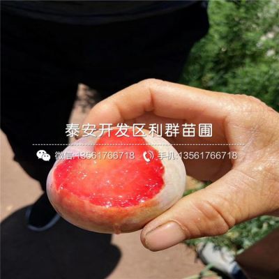 安哥诺李子苗、安哥诺李子苗批发