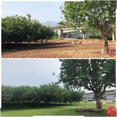 宝鸡大剧院建设如火如荼，“后花园”妆扮只待收尾